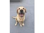 Adopt Benji a Yellow Labrador Retriever