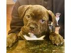 Adopt Rizzy a Pit Bull Terrier