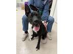 Adopt Kane a German Shepherd Dog, Pit Bull Terrier