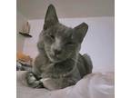 Adopt Smokey a Russian Blue