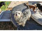 Adopt PELUVO a Norfolk Terrier, Mixed Breed