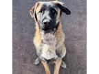 Adopt DUKE a Anatolian Shepherd