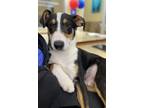 Adopt Larry a Shepherd, Mixed Breed