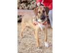 Adopt Copper a Hound, Shepherd