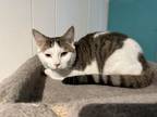 Adopt Tobi a Domestic Short Hair