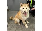 Adopt Chief a Husky