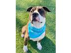 Adopt IRVIN a Pit Bull Terrier