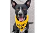 Adopt BAYMAX a Border Collie, Mixed Breed