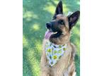 Adopt MILO a German Shepherd Dog