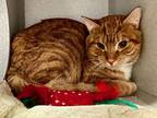 Adopt Carter a Domestic Short Hair