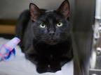 Adopt Felix a Domestic Short Hair