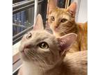 Adopt Chai and Ginger: adoption pending a Domestic Short Hair