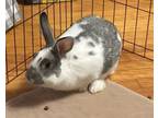 Adopt BooBoo Bear a Bunny Rabbit