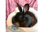 Adopt Wiggles a Mini Rex, Bunny Rabbit