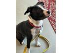 Adopt Tux a Pit Bull Terrier