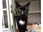 Adopt ARCHIE a Domestic Short Hair