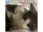Adopt Bennett (bonded with Bailey) a Domestic Short Hair
