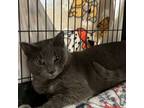 Adopt Guiness a Domestic Short Hair