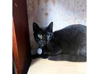 Adopt Diego a Domestic Short Hair