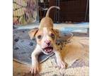 Adopt Biscuit a Australian Cattle Dog / Blue Heeler, Pit Bull Terrier
