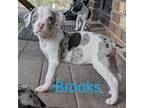 Adopt Brooks a Australian Cattle Dog / Blue Heeler, Pit Bull Terrier