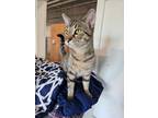 Adopt Riot a Tabby