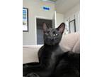 Adopt Buckthorn a Domestic Short Hair