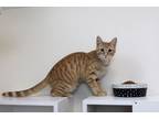 Adopt Skeeter a Tabby