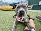 Adopt Tootsie Pop a Pit Bull Terrier, Mixed Breed