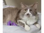 Adopt Ivan a Domestic Long Hair