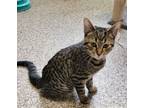 Adopt Mr. Chicken a Domestic Short Hair