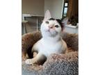 Adopt Andy a Domestic Short Hair