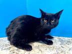 Adopt Astaire a Domestic Short Hair