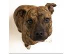 Adopt Copper a Pit Bull Terrier