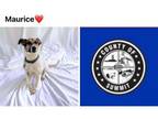 Adopt MAURICES a Parson Russell Terrier