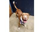 Adopt Kimmel a Pit Bull Terrier, Shar-Pei