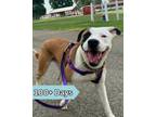 Adopt Griffin a Pit Bull Terrier