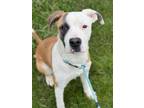 Adopt Griffin a Pit Bull Terrier