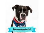 Adopt Loki a Boxer