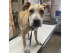 Adopt Spence a Boston Terrier, Pit Bull Terrier