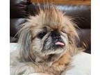 Millie Peke Pekingese Senior Female