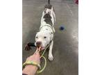 Cannoli American Pit Bull Terrier Adult Female