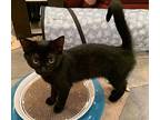 Baby Ruth Domestic Shorthair Young Female