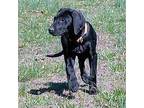 Storm Labrador Retriever Puppy Female