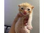 Tigger Truffle Domestic Shorthair Young Male