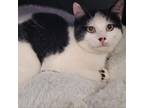 Adopt Morris a Domestic Short Hair