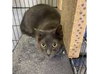 Adopt Howie (bonded with Wolfie) a Domestic Short Hair