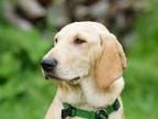 Adopt Chester Cheese a Yellow Labrador Retriever, Mixed Breed