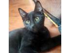 Adopt Lucas a Domestic Short Hair