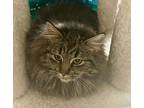 Steel Domestic Longhair Young Female